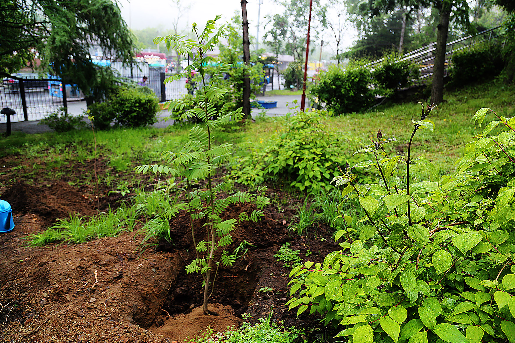 Обновление и цифровизация информации по экологической тропе в северной части дендропарка ФГБОУ ВО 
