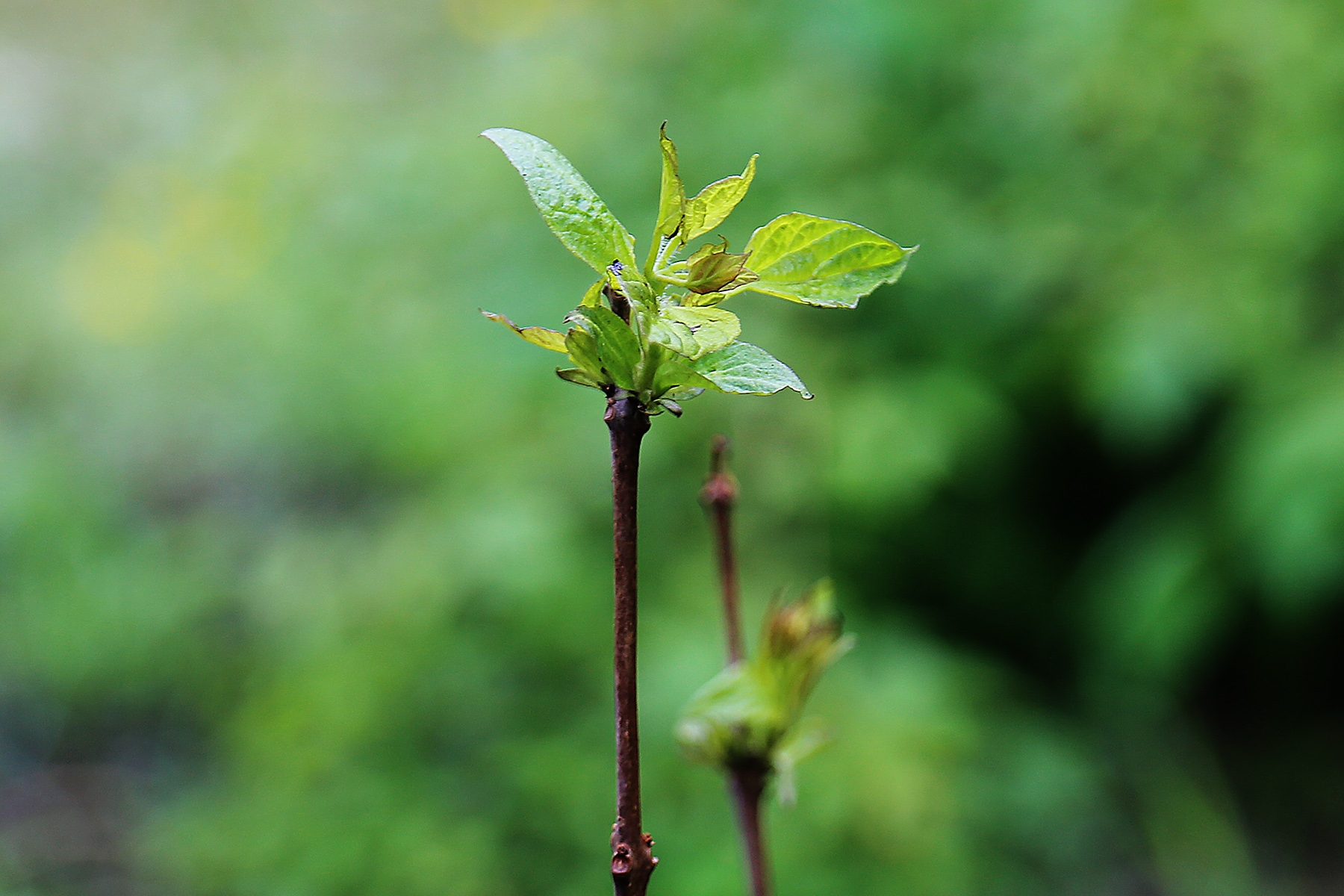 Обновление и оцифровка информации по экологической тропе в южной части дендропарка ВВГУ